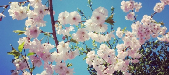 C'EST LE PRINTEMPS ! Comment retrouver la couleur des cerisiers en fleur ?